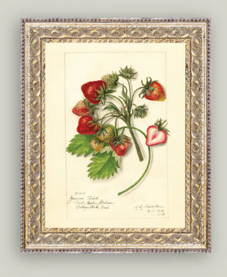 Study of Strawberries Portrait in Fancy Gold Frame 8 x 10