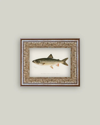 Lake Trout 7x5 Frame