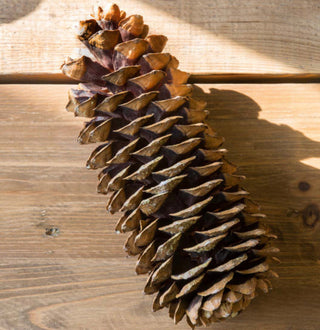 Sugar Pine Cones