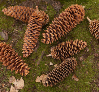 Sugar Pine Cones